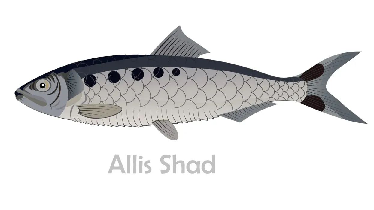Allis shad facts about a fish with a symbiotic lifestyle.