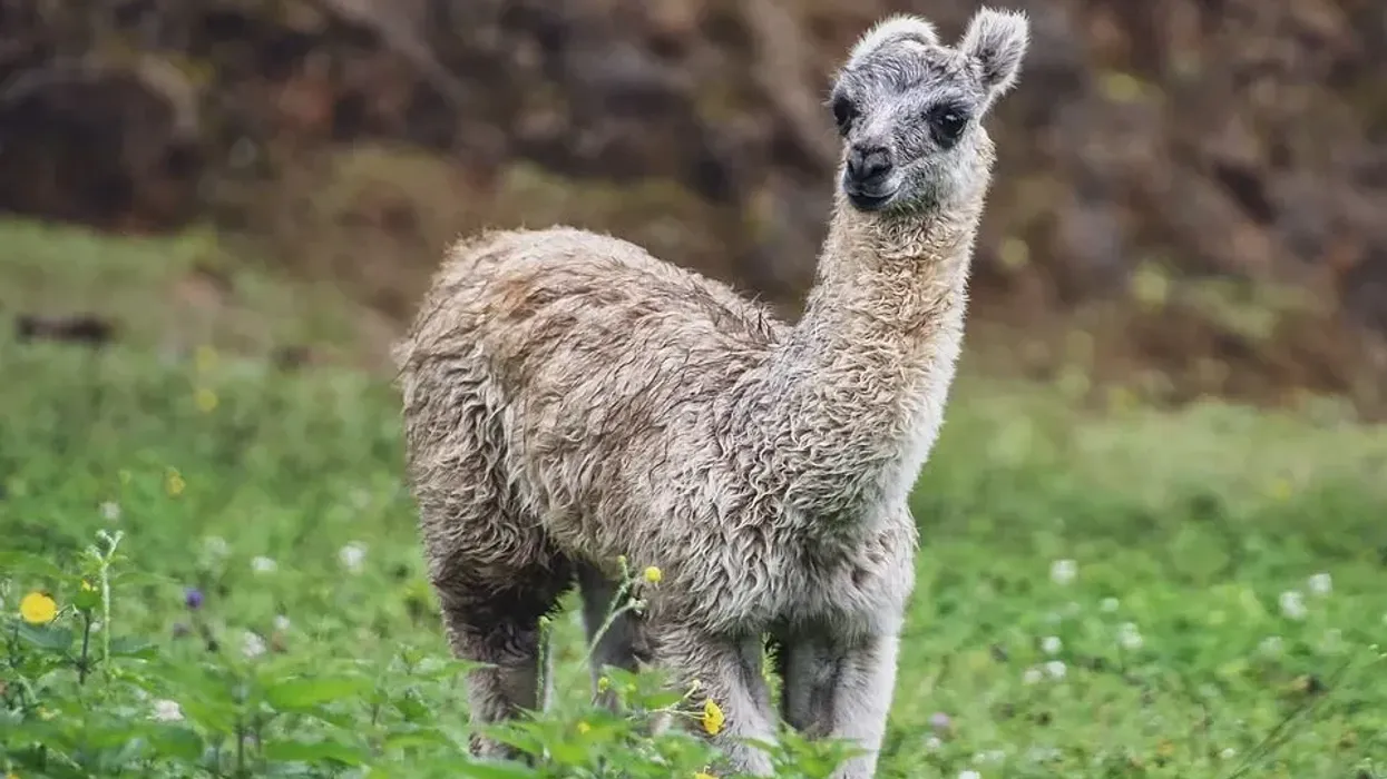 Alpaca facts are fascinating to kids and grown-ups alike.