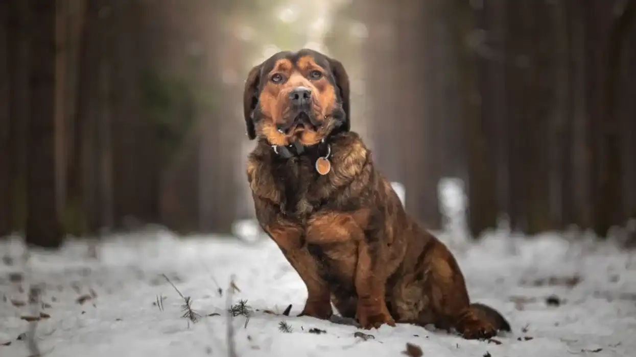 Alpine Dachsbracke facts like they have short legs and a long back are interesting.