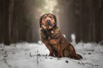 Alpine Dachsbracke facts like they have short legs and a long back are interesting.