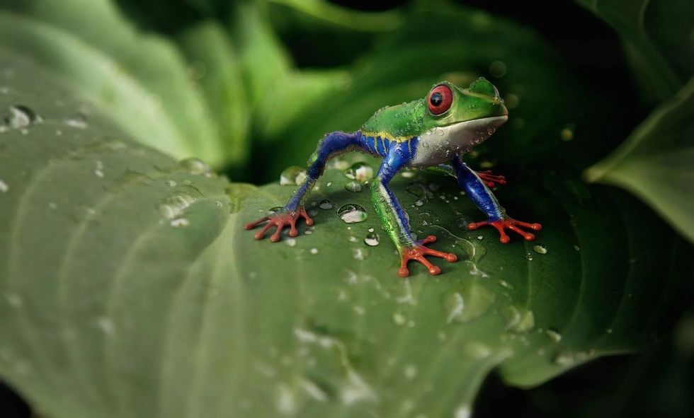 Are Amphibians Cold-Blooded? How Do They Keep Warm In Winter? | Kidadl