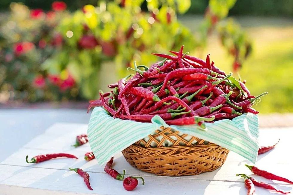 The Top 10 Hottest Peppers In The World: Ranking, Uses And Flavor 