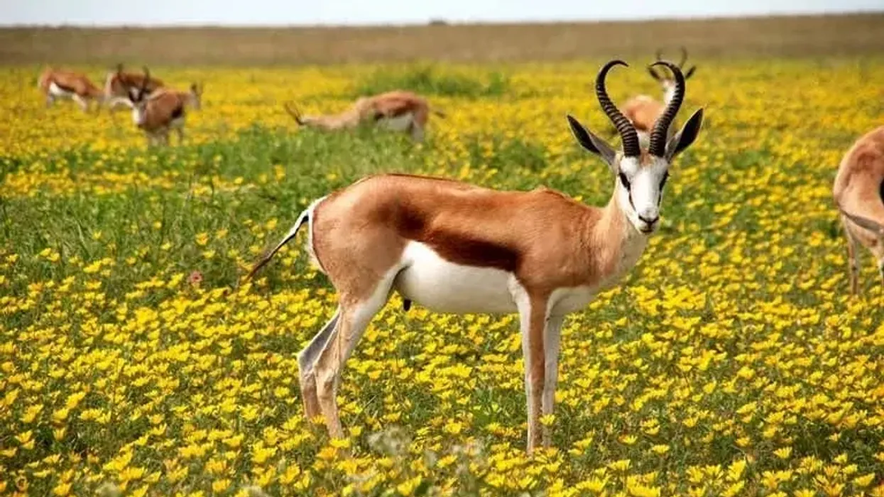 Amaze yourself with these antelope facts