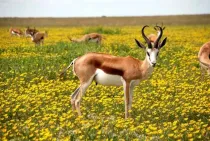 Amaze yourself with these antelope facts