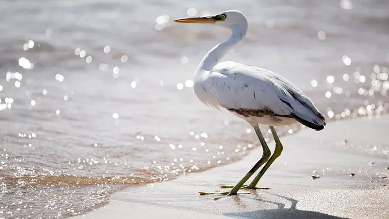 Amaze yourself with these excite-wing western reef heron facts.