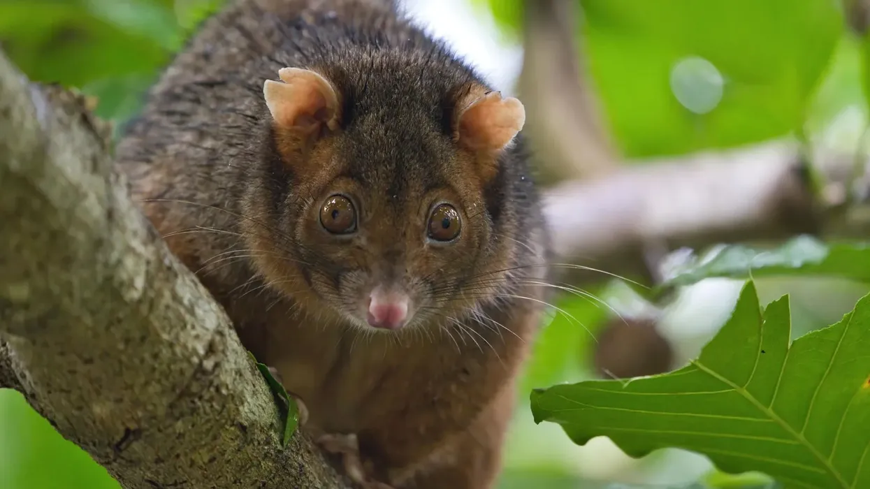 Amaze yourself with these spectacular western ringtail possum facts.