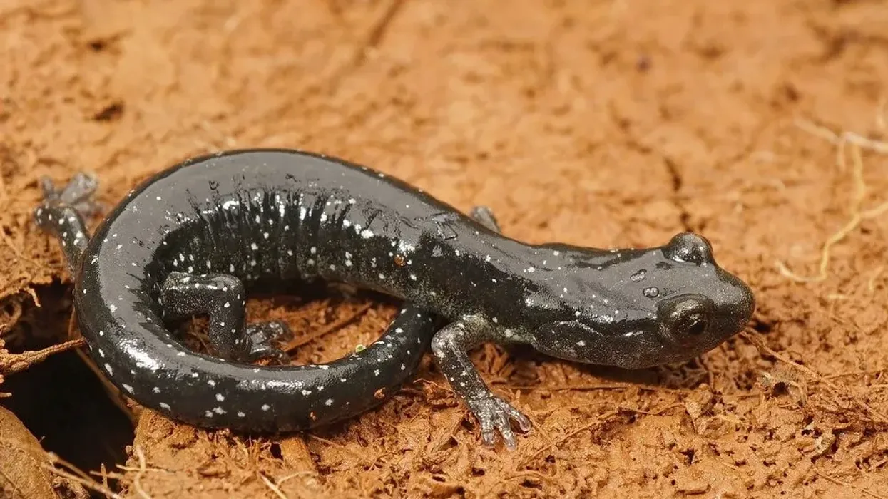 Amaze yourselves with these black salamander facts!
