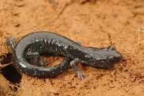 Amaze yourselves with these black salamander facts!
