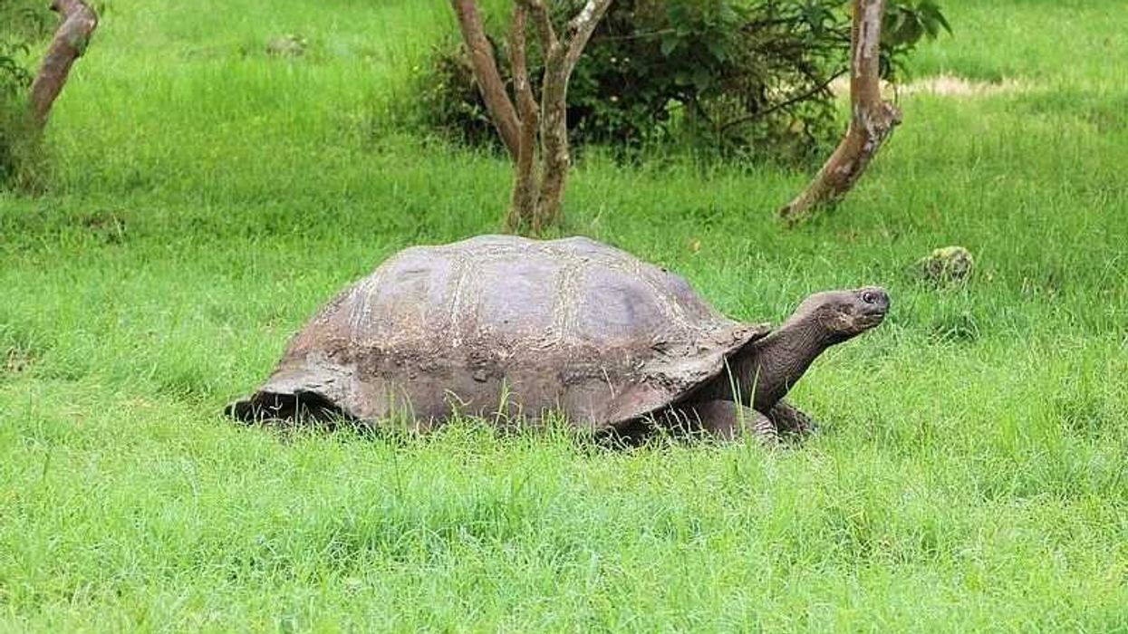 Amaze yourselves with these fascinating facts on the Galapagos tortoise
