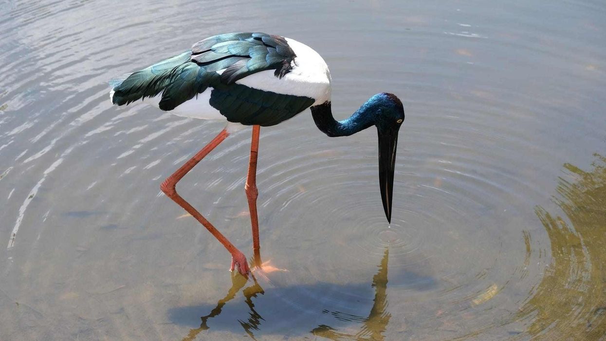 Amaze yourselves with these mind-boggling black-necked stork facts.