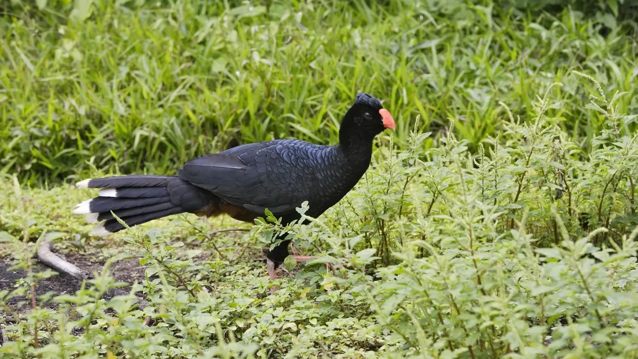 Amazing Alagoas curassow facts that are informative and fun.