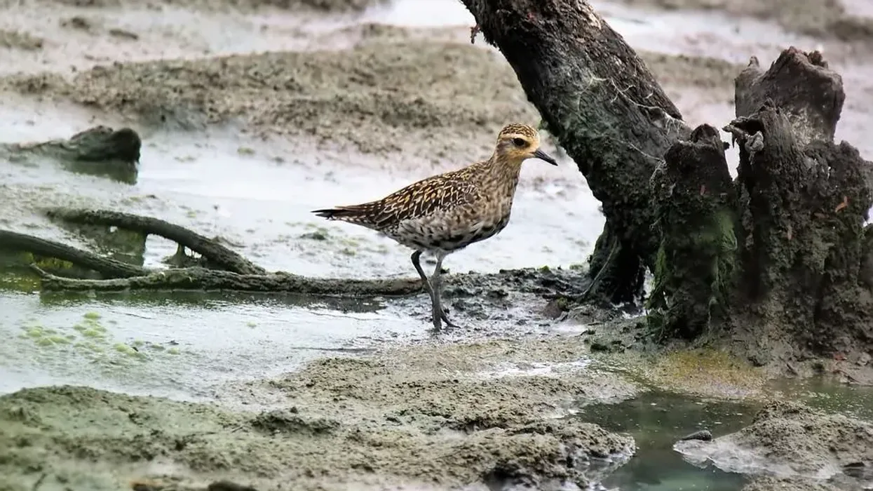 Amazing American golden plover facts for everyone.
