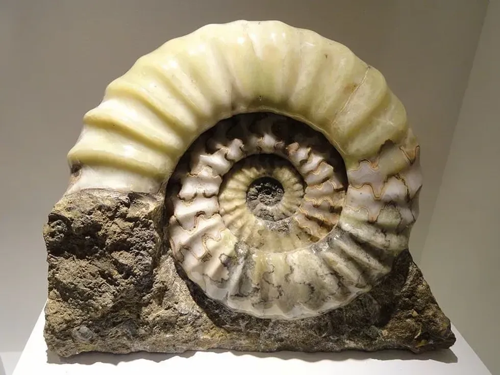 Amazing Ammonite facts that you won't believe exist.