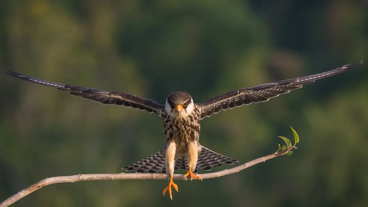 Amazing Amur falcon facts for you and your family.