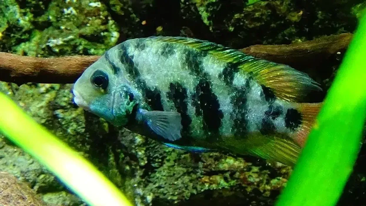 Amazing and informative cutteri cichlid facts for everyone.