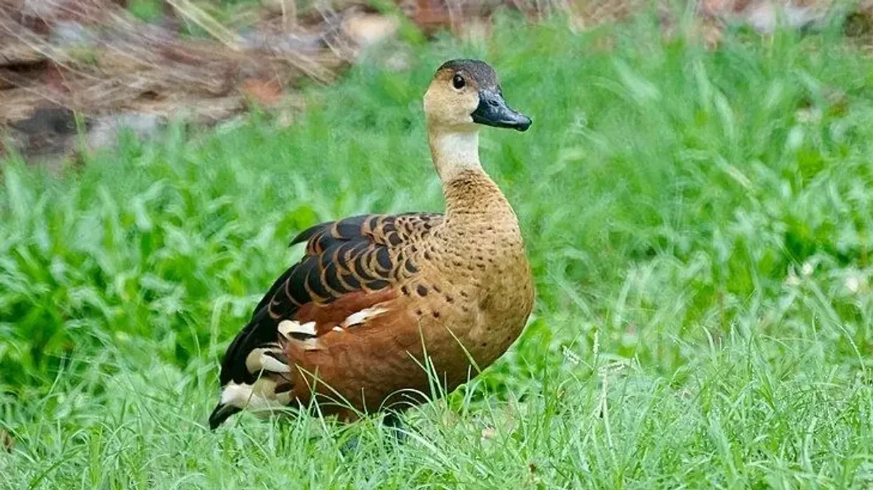 Amazing and informative wandering whistling duck facts for kids.