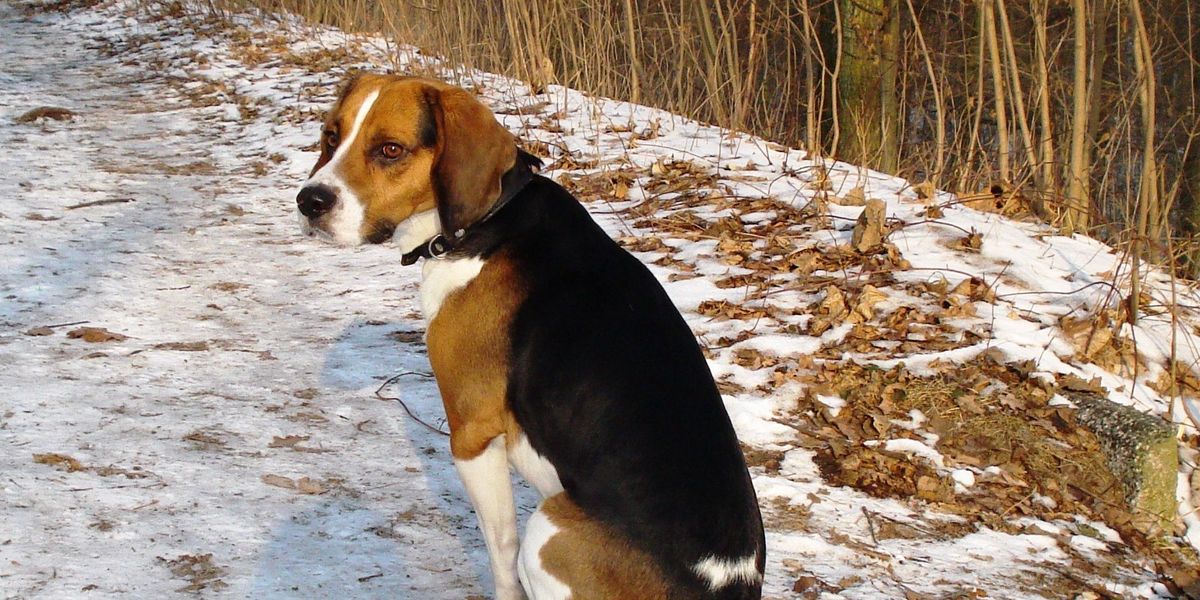 Fun Beagle-harrier Dog Facts For Kids | Kidadl