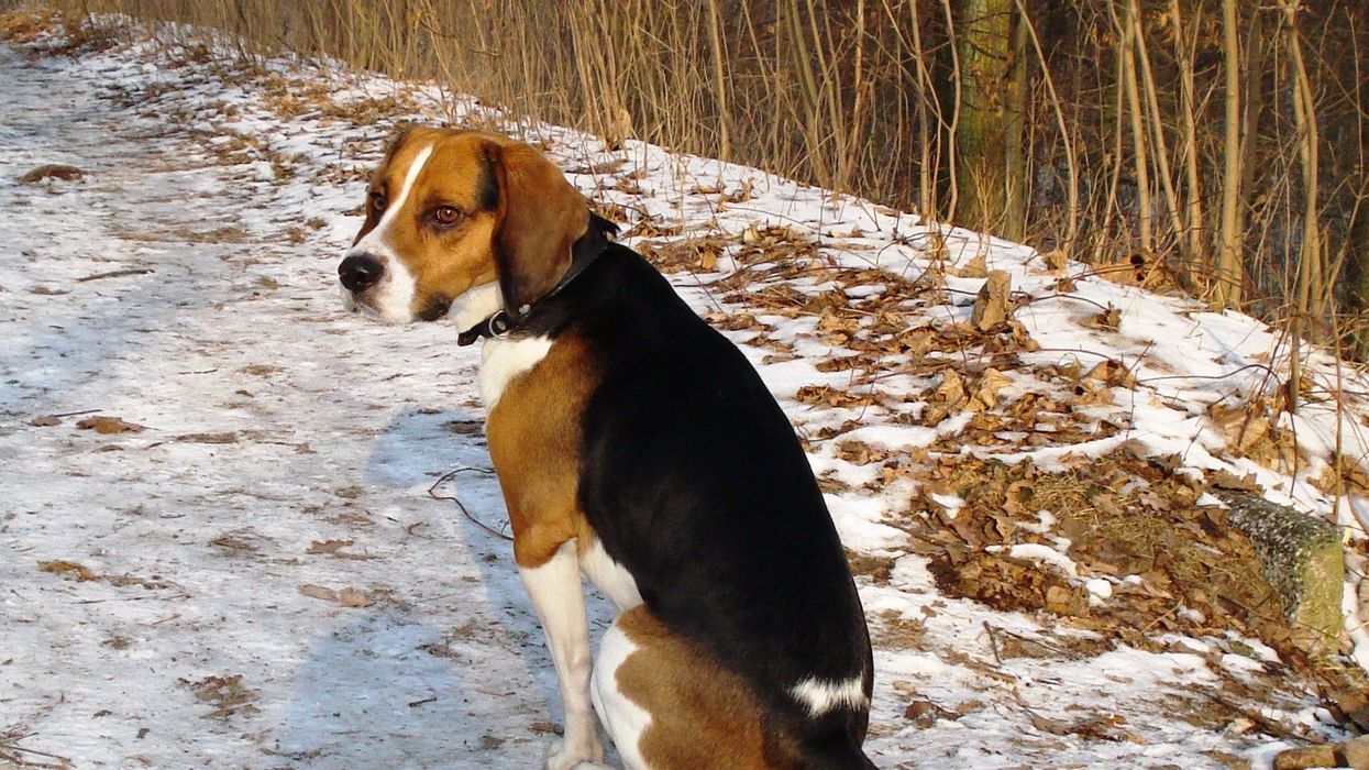 Amazing Beagle-Harrier facts to learn more about this cute breed