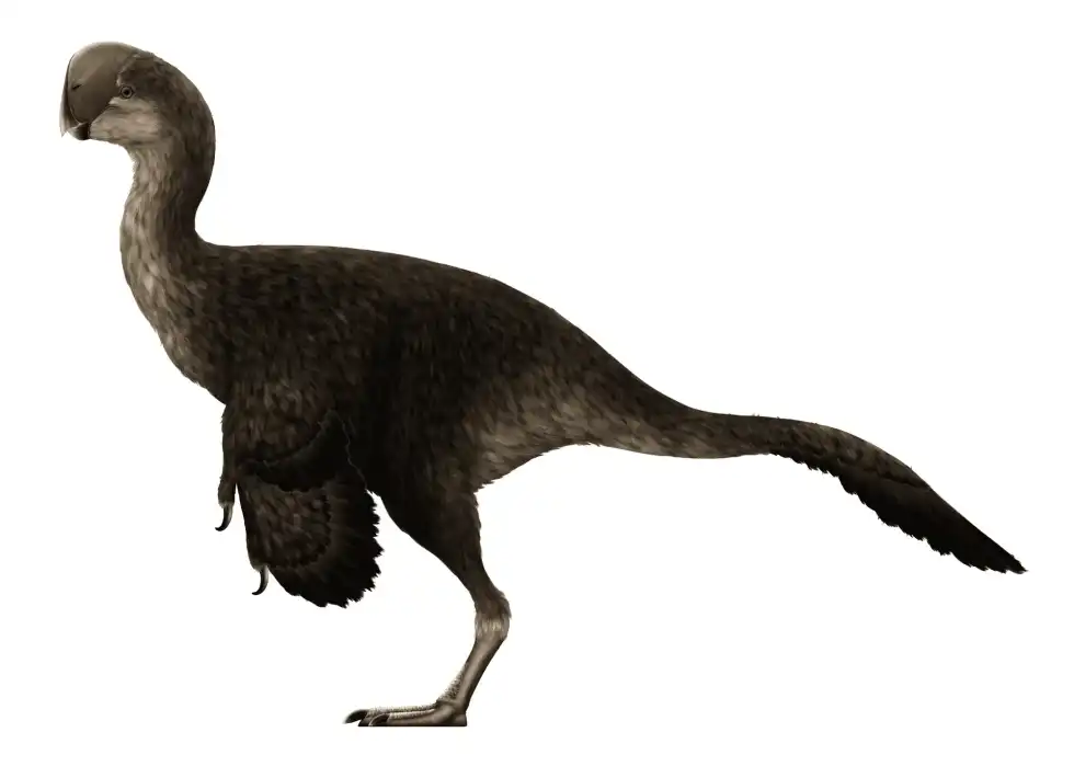 Amazing Beibeilong facts including details about its egg, nest, embryo, nature, fossil remains, genus, and similar species.
