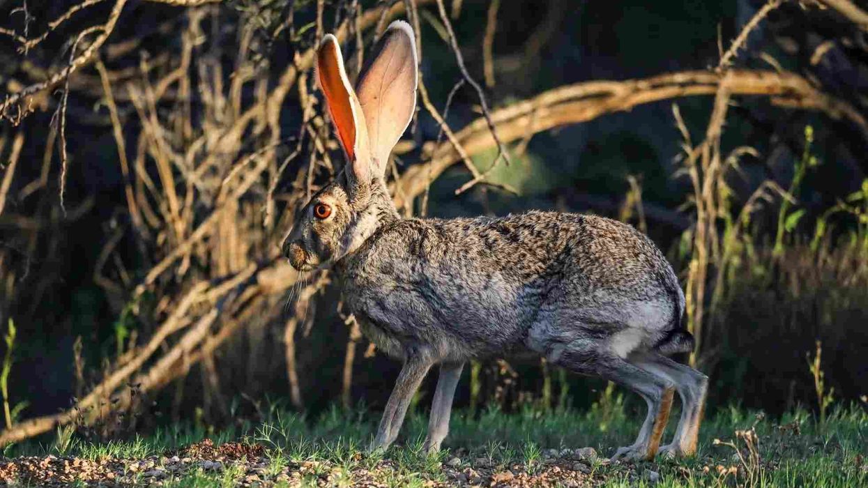 Amazing black-tailed jackrabbit facts that are fun and interesting.