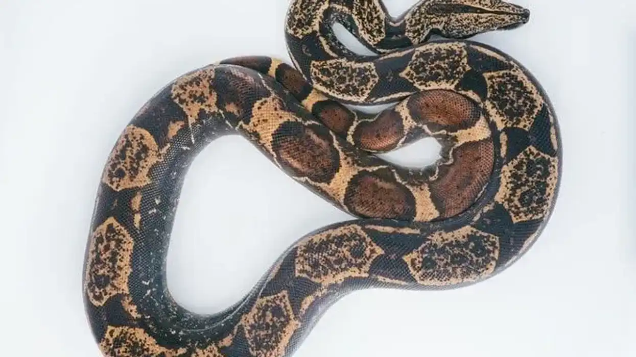 Amazing boa snakes facts for kids
