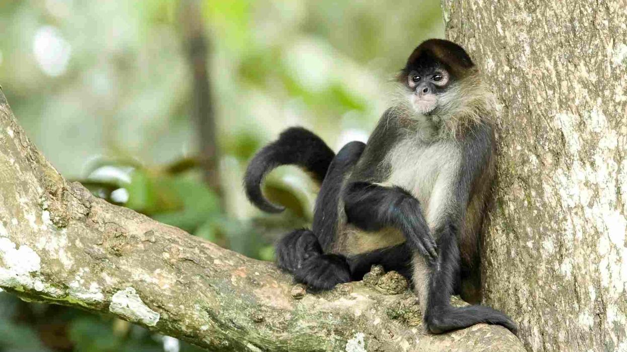 Amazing brown spider monkey facts to create awareness about this critically endangered species.