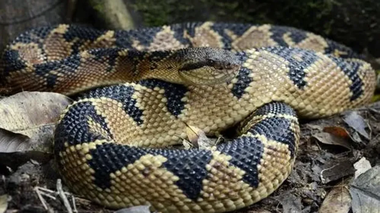 Amazing Bushmaster snake facts that will feed your curiosity.