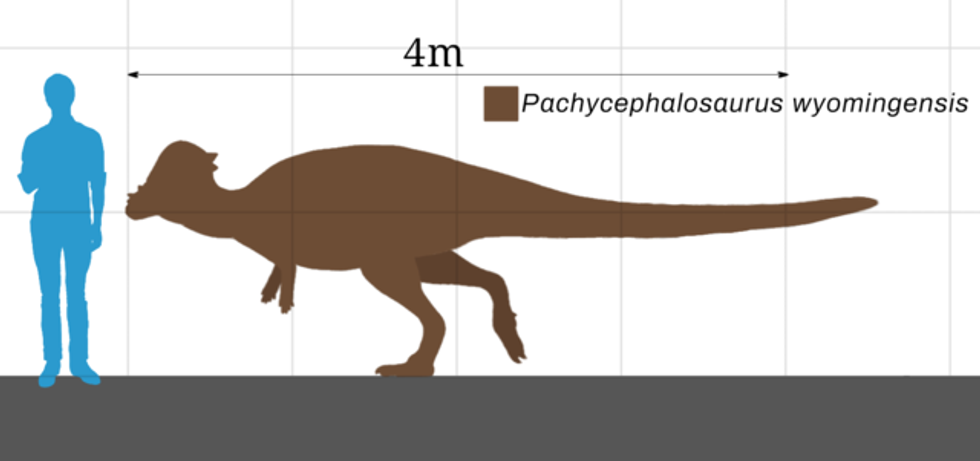 Amazing Colepiocephale facts that you probably didn't know.