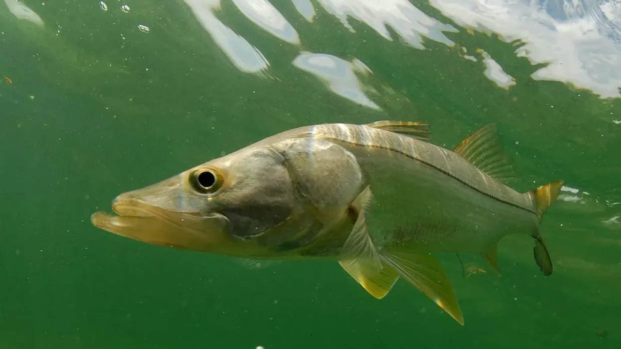 Amazing common snook facts that you can see for yourself.