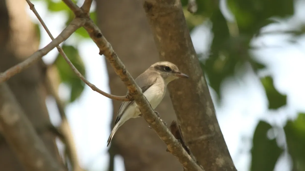 Amazing common woodshrike facts to learn more about this incredible species