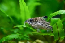 Amazing cory catfish facts enjoyed by kids.
