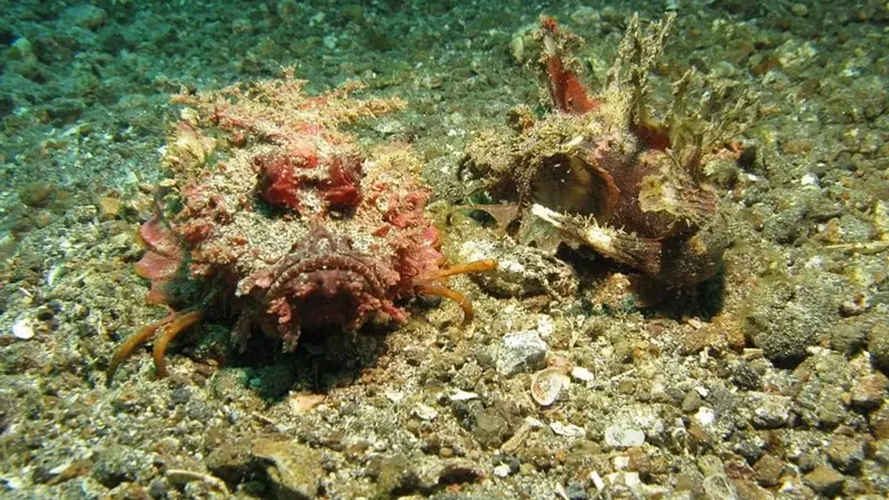 Amazing devil scorpionfish facts to share with your kids and to know more about this species.