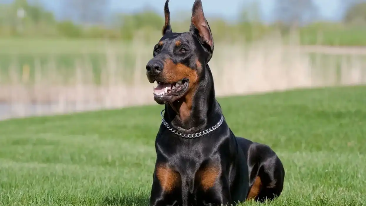 Amazing Doberman pinscher facts to learn more about this incredible breed of dog.