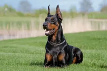 Amazing Doberman pinscher facts to learn more about this incredible breed of dog.