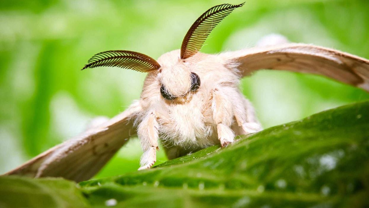 Amazing domestic silk moth facts to learn more about this remarkable insect.