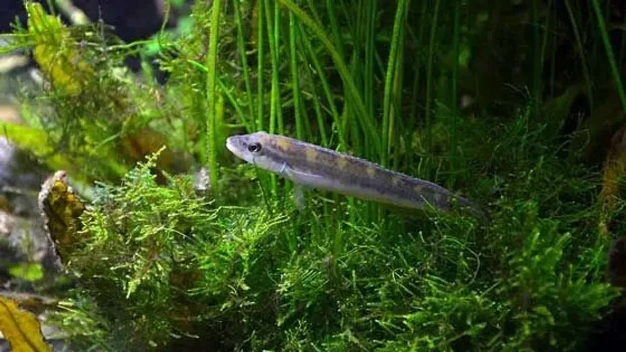 Amazing dwarf pike cichlid facts to look at