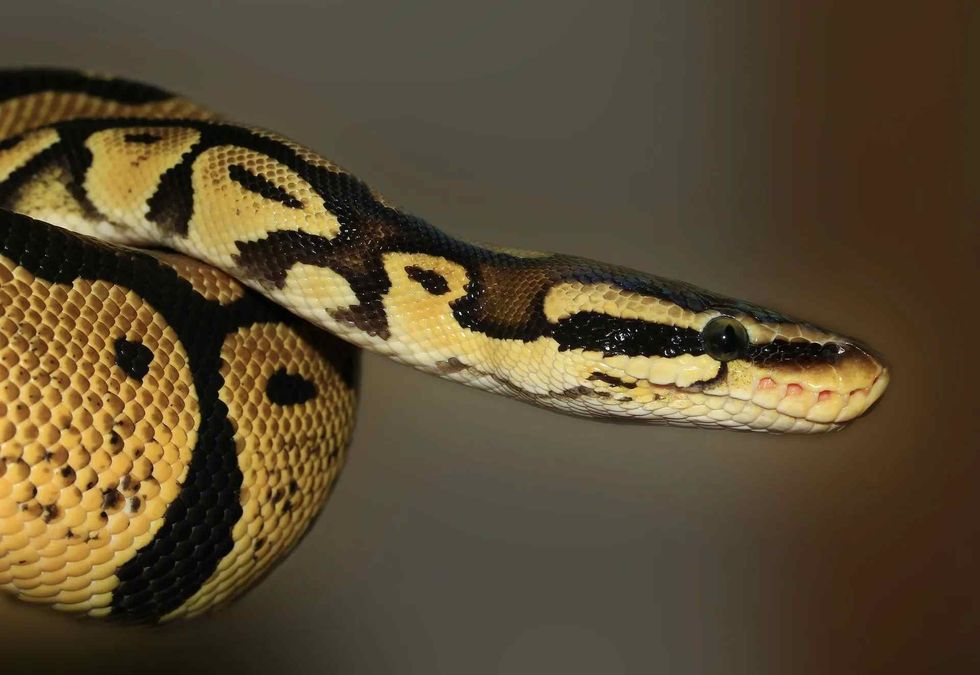 Amazing facts about how snakes sleep.