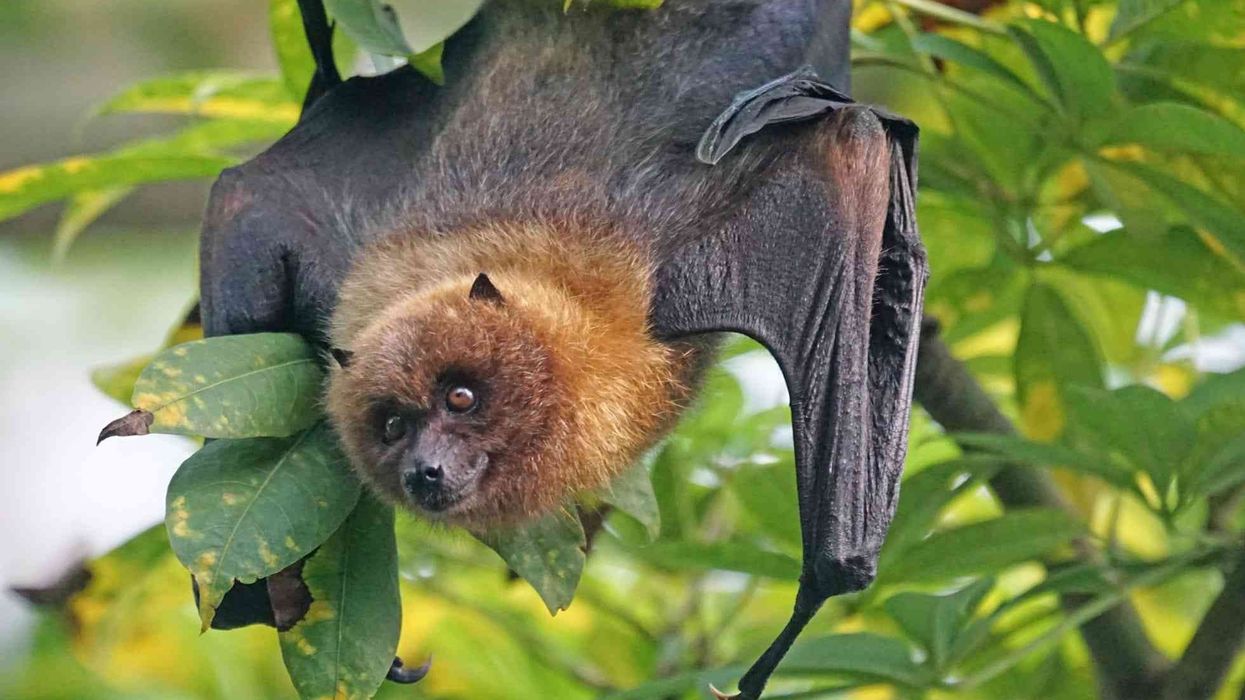 Amazing facts about Rodrigues Flying Fox for kids.