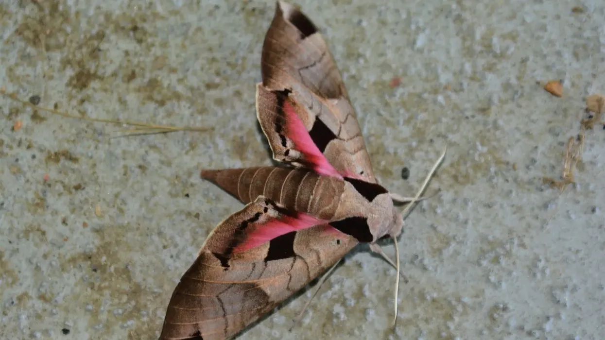 Amazing facts about the Achemon sphinx moth.
