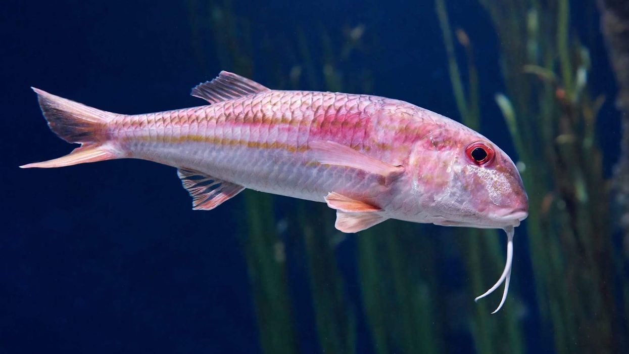 Amazing facts about the Red Mullet fish for kids.
