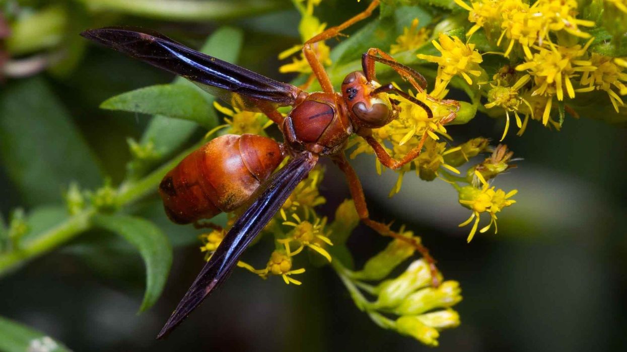 Amazing facts about the Red Paper Wasp for kids.