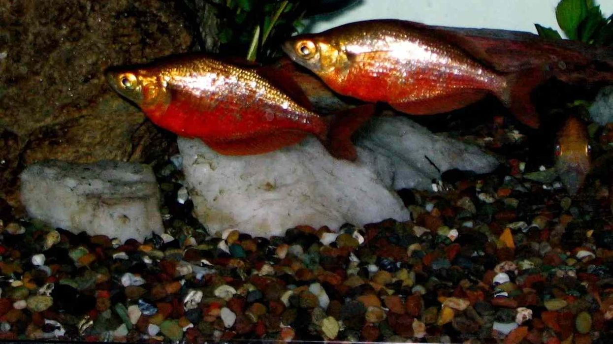 Amazing facts about the Red Rainbowfish.