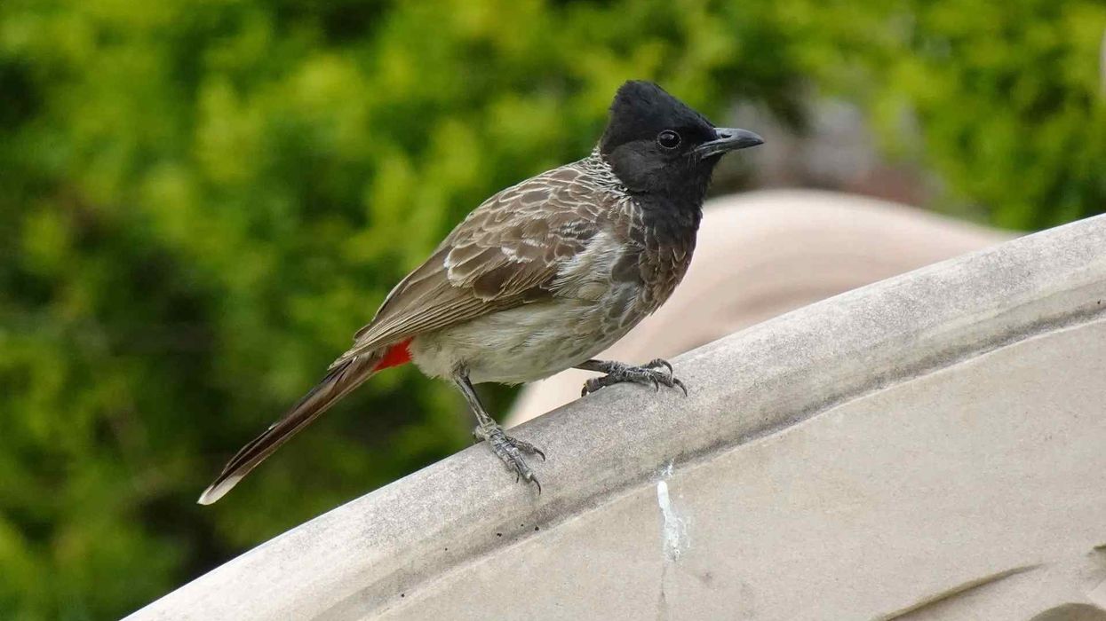 Amazing facts about the Red-vented Bulbul for kids.