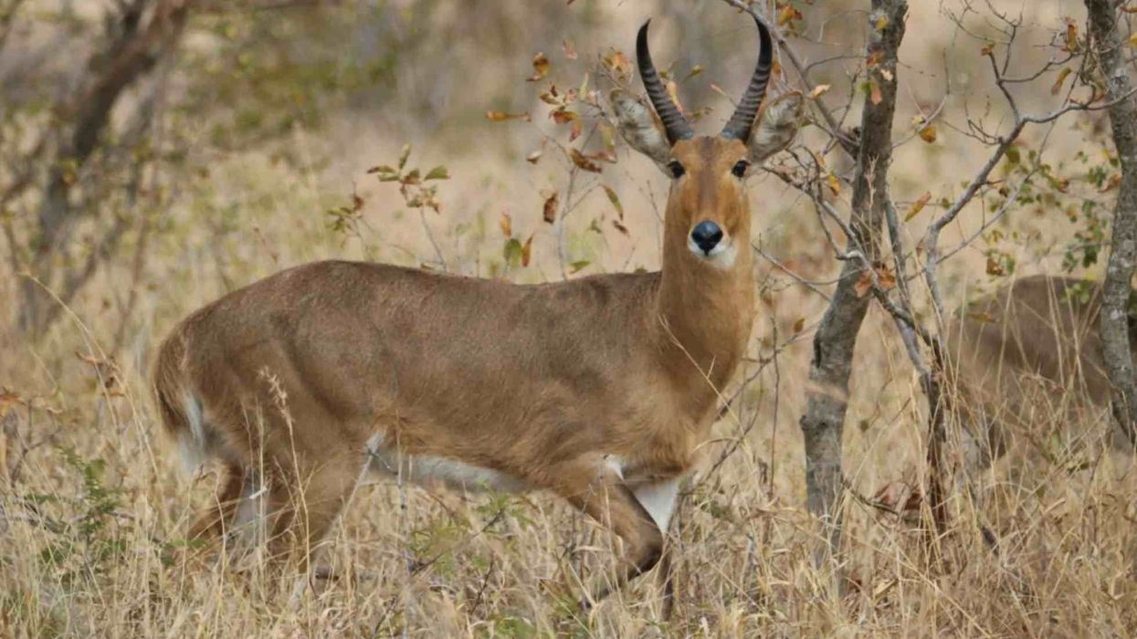 Amazing facts about the Reedbuck for kids.