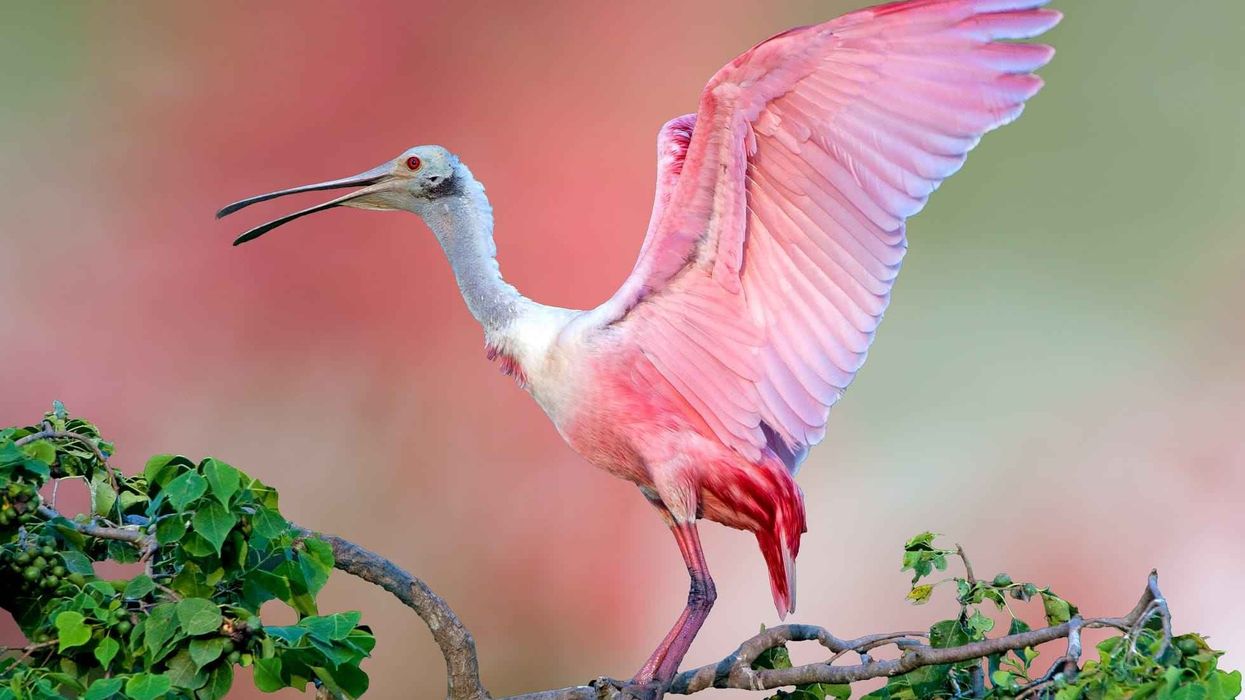 Amazing facts about the Roseate Spoonbill.