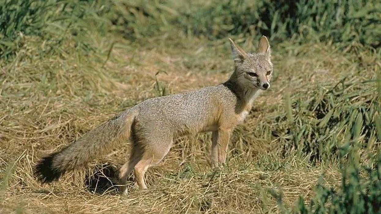 Amazing facts about the San Joaquin Kit Fox.