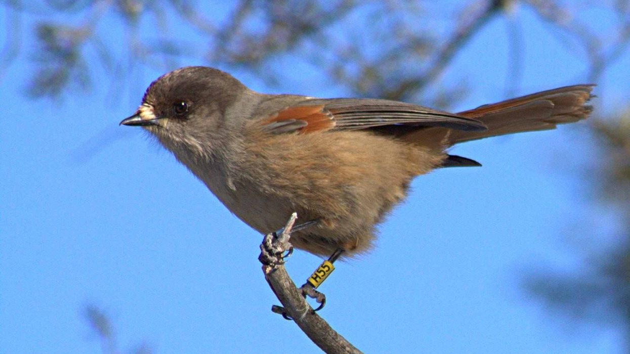 Amazing facts about the Siberian Jay bird.