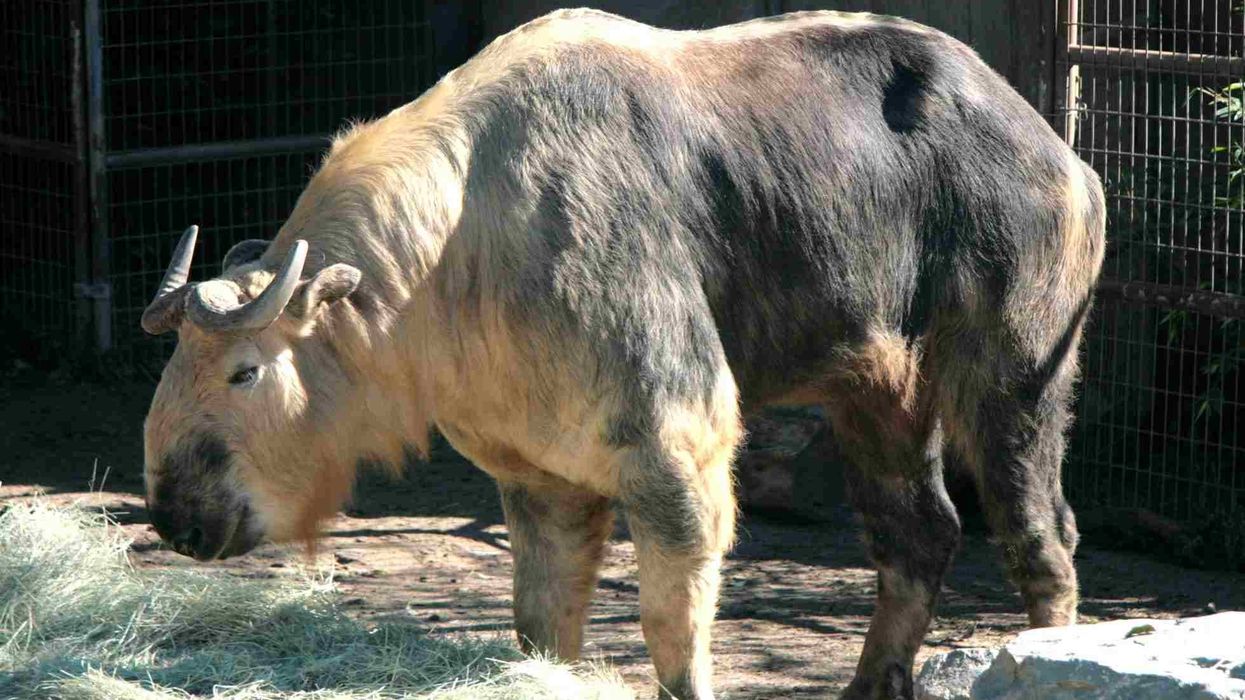 Amazing facts about the Sichuan Takin.