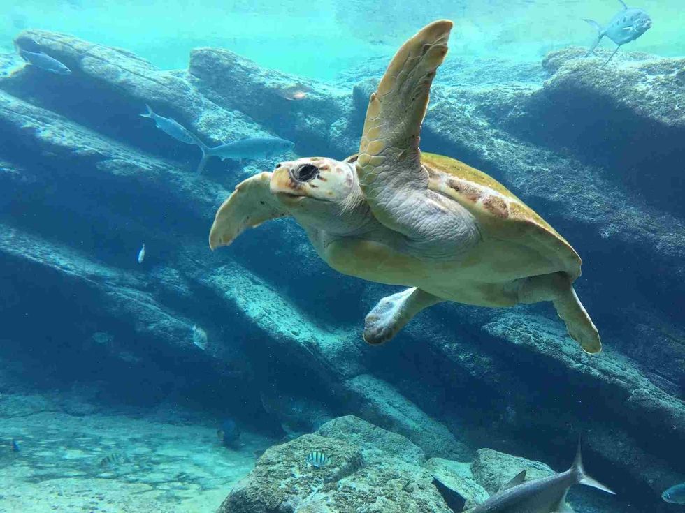Amazing facts about turtles and know if they shed their shells.