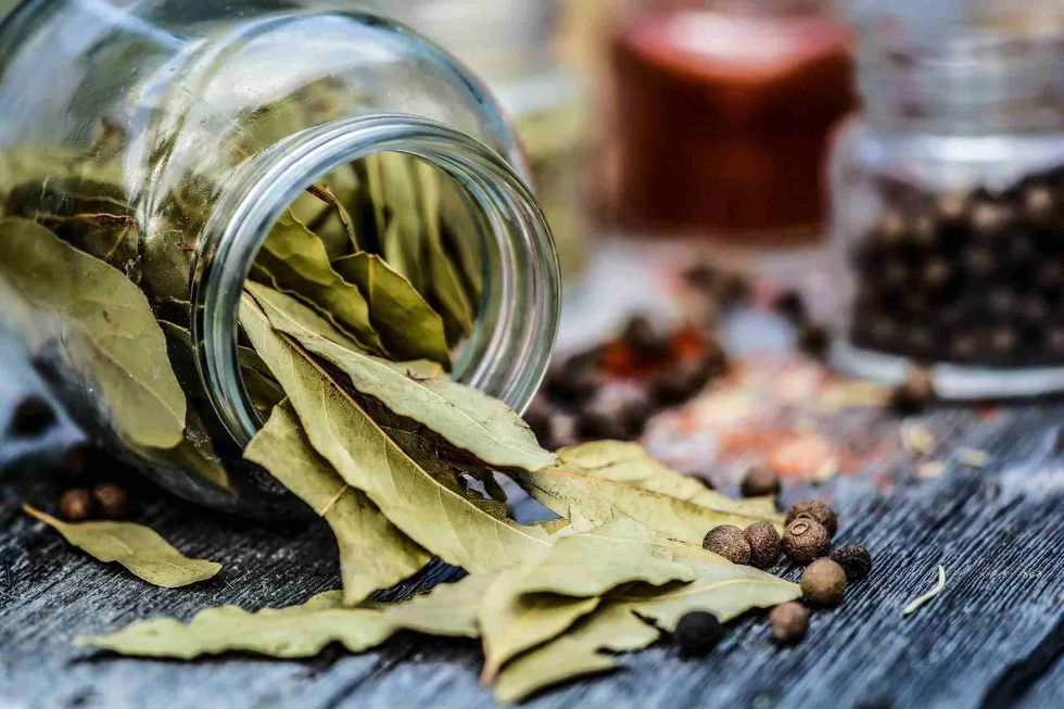 Amazing facts about where bay leaves come from.